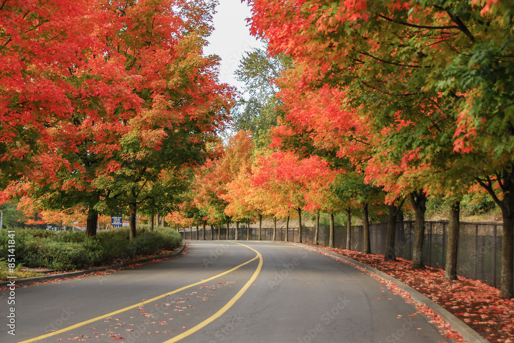 Obraz premium Fall colors on park drive