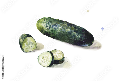 Isolated vector cucumber in watercolors on white background. Artistic hand painted vegetable. Whole and sliced. 