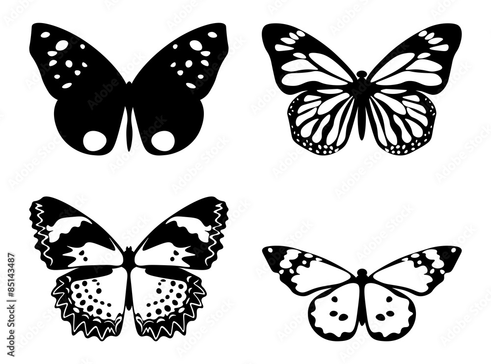 Obraz premium Butterfly black and white