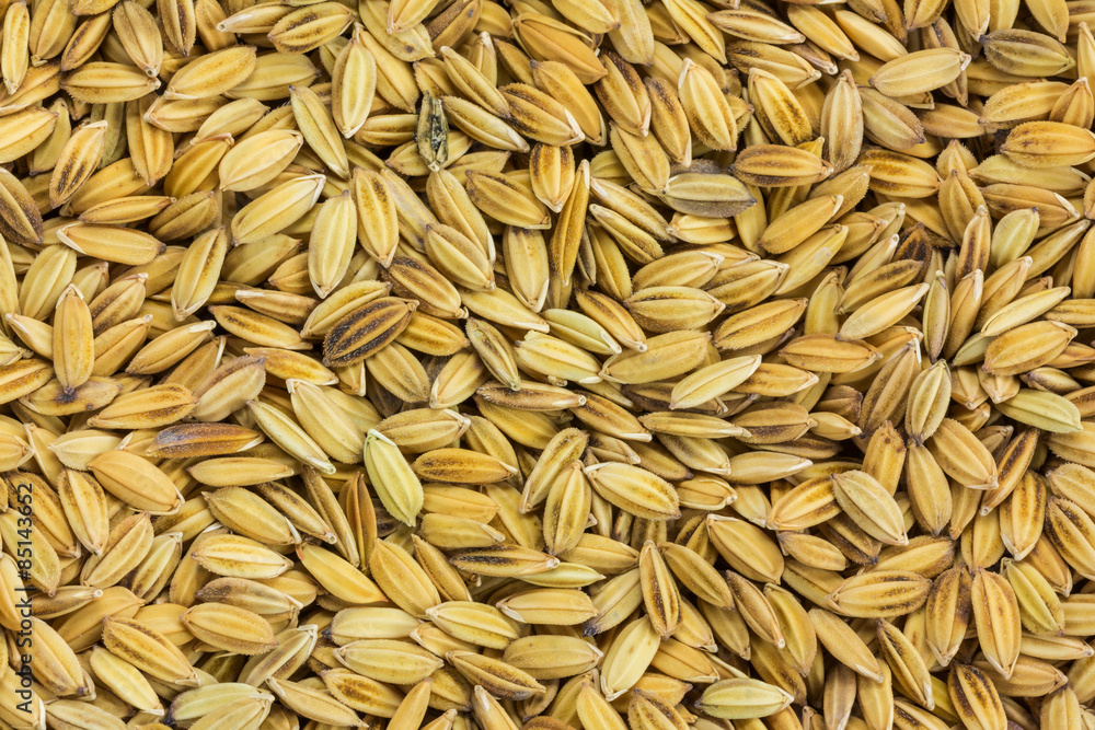 Close up paddy rice for background Close up paddy rice for background