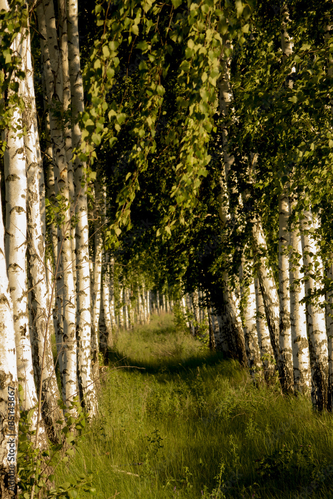 Fototapeta premium Birch Alley, made by human hands. 
