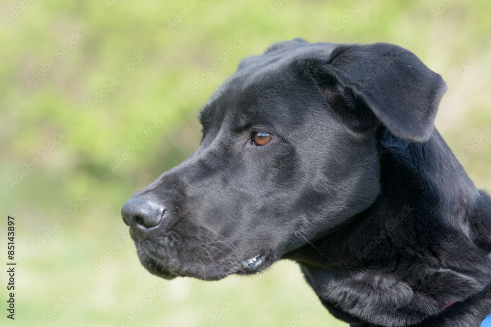 Cross breed dog portrait