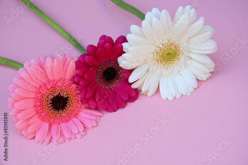 Three White  purple and pink colored Gerbra daisies on empty pink background as a decoration border frame 