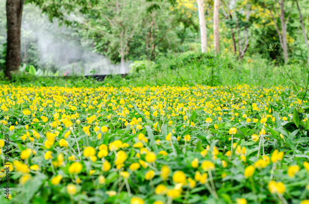 pinto peanut flower on ground pinto peanut flower on ground
