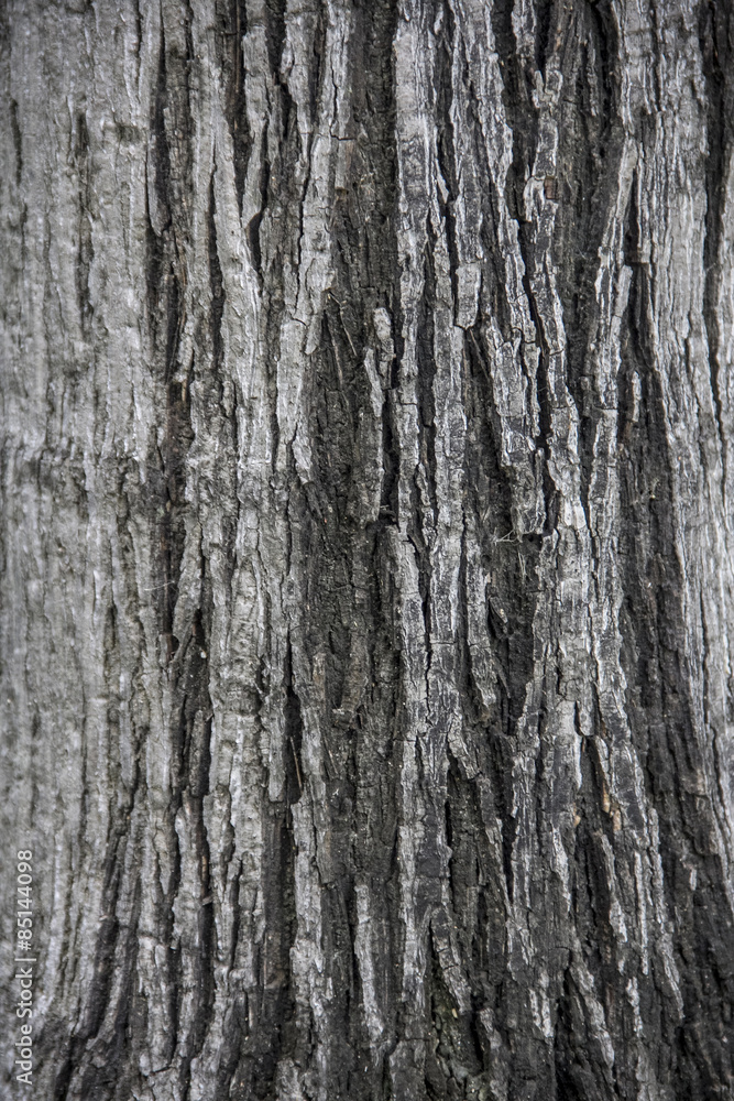 Bark / A texture of tree bark