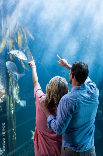 Wear view of couple pointing a fish in the tank 