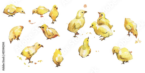 Set of vector watercolor bird baby chickens