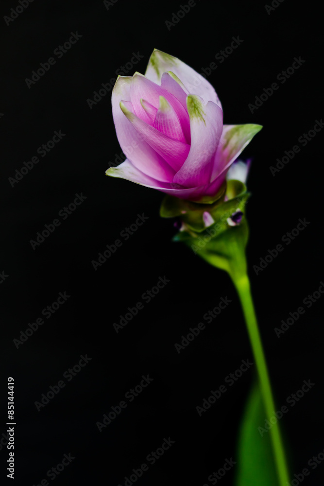 Siam Tulip