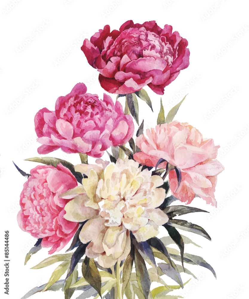 Bouquet of peonies watercolor. Vector Iillustration for vintage greeting