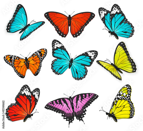 Set of colorful butterflies vector illustration