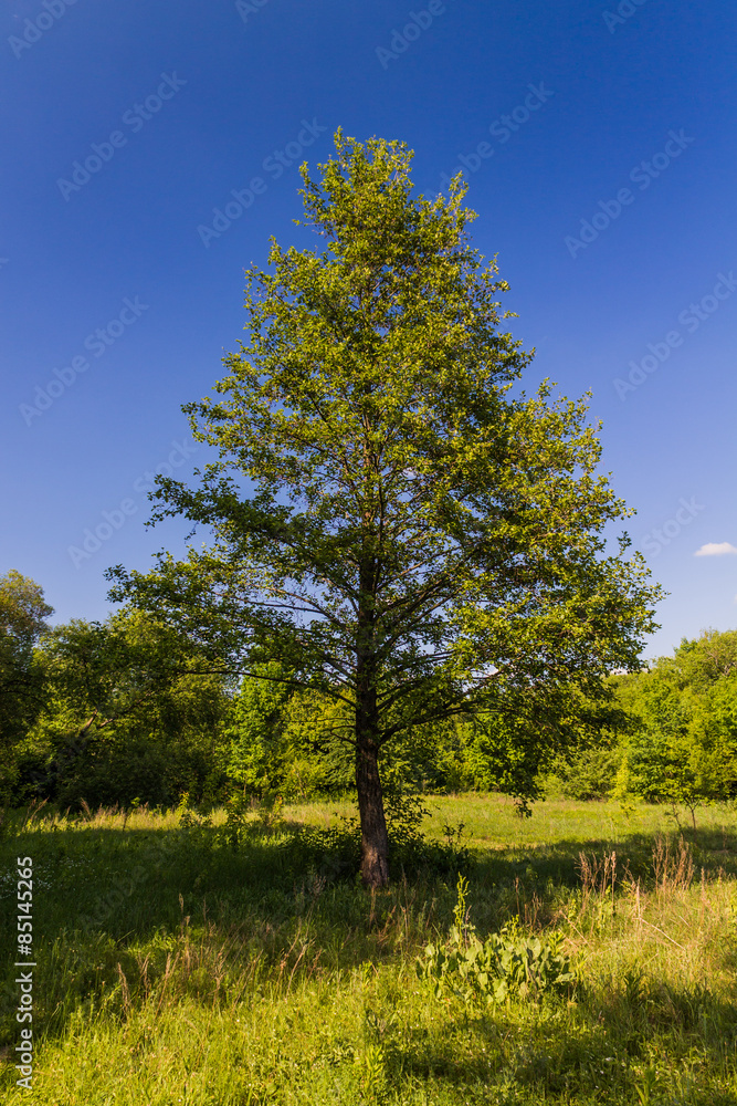 Obraz premium Одинокое дерево на поляне