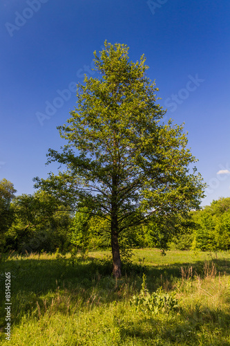 Одинокое дерево на поляне