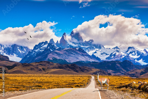 On the road is  graceful guanaco photo