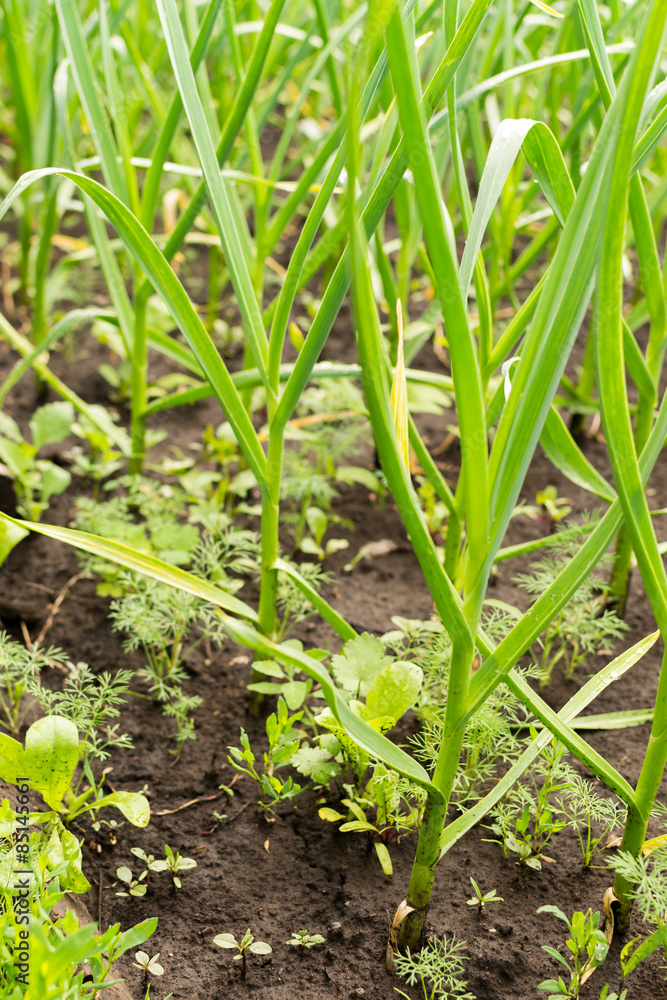 Organic Garlic Bulbs Growing in Soil Organic Garlic Bulbs Growing in Soil