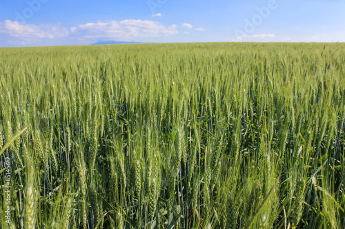 landscape wheat fields on a sunny summer day