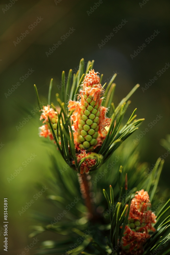 Baby Conifer Baby Conifer