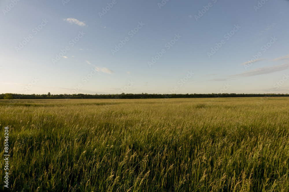 Grasslands at sunset. Many juicy grass.
