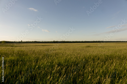 Grasslands at sunset. Many juicy grass. 