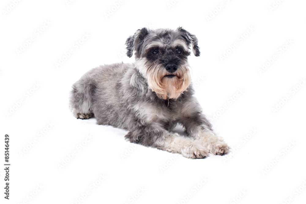 Miniature Schnauzer Terrier Lying Down