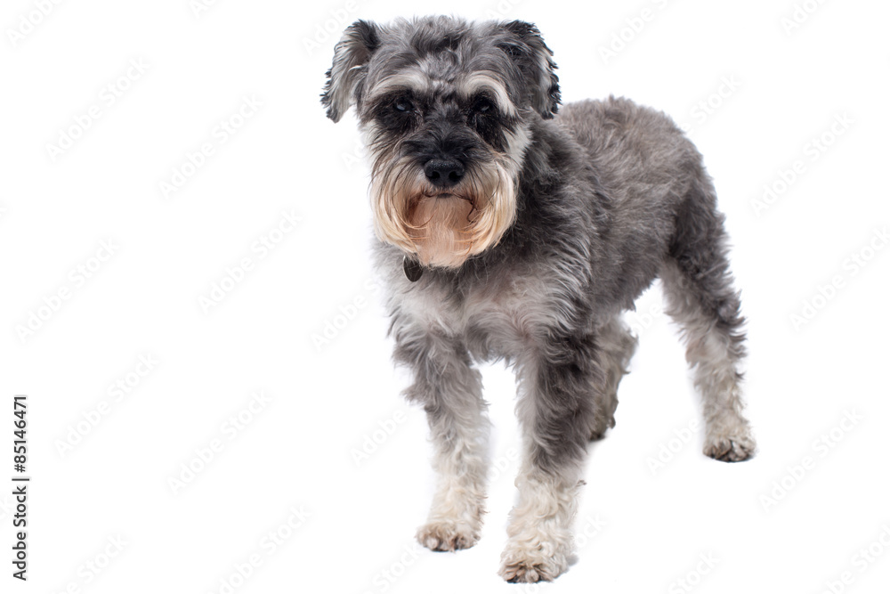 Miniature Schnauzer Terrier Standing in Studio Miniature Schnauzer Terrier Standing in Studio
