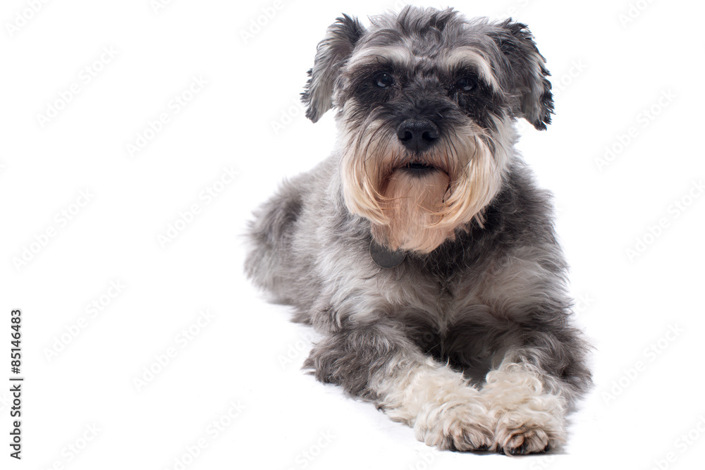 Portrait of Grey Miniature Schnauzer Terrier Dog