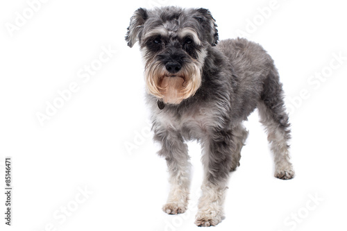 Miniature Schnauzer Terrier Standing in Studio
