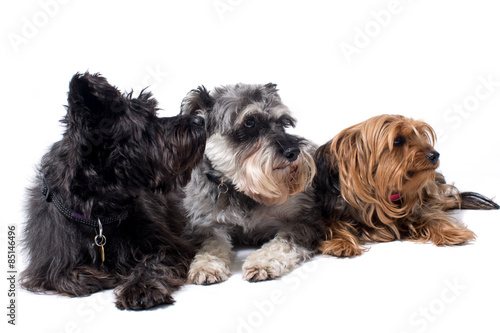 Three Terriers Looking in Same Direction in Studio