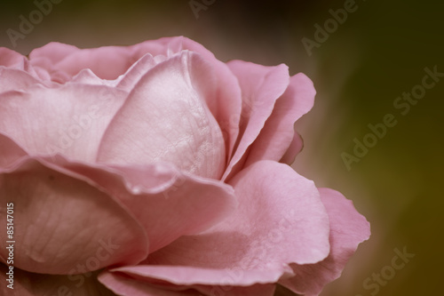 beige soft rose photo