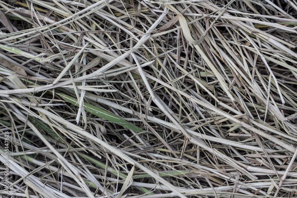 Straw / Texture of rice straw in the field Straw / Texture of rice straw in the field