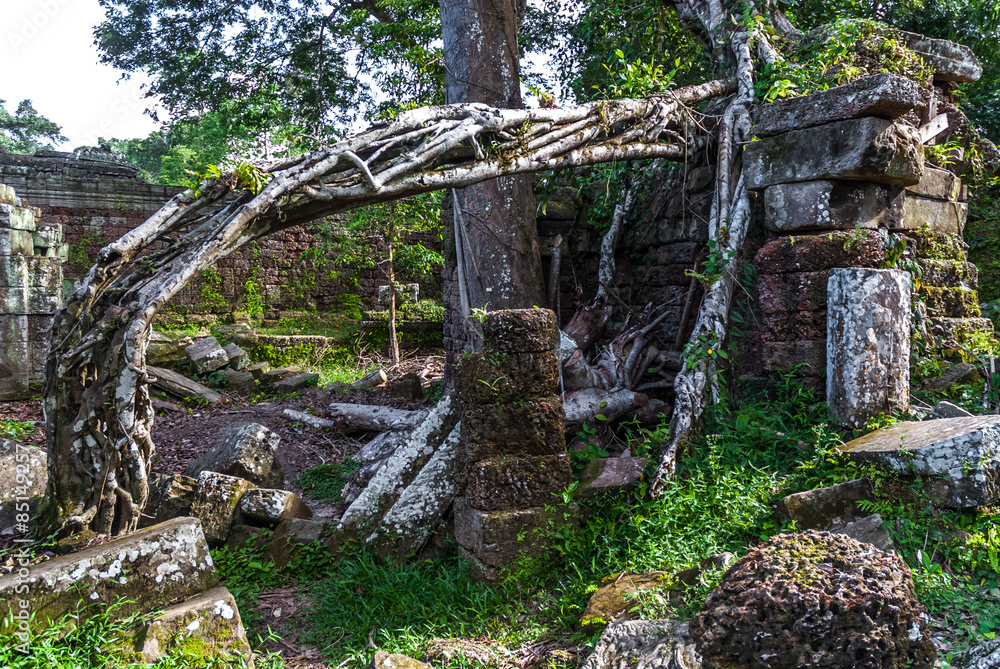 structure in ruins strangulated by a tree ficus in the archaeological enclosure of preah khan, siam reap, cambodia structure in ruins strangulated by a tree ficus in the archaeological enclosure of preah khan, siam reap, cambodia