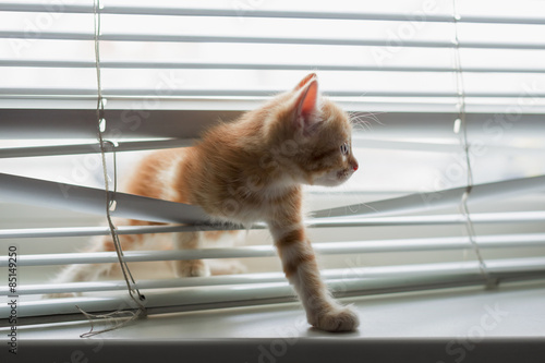 Ginger kitten tangled in window blinds