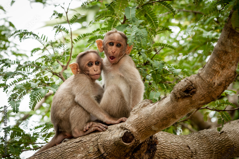 Fototapeta premium Monkeys in a tree India.