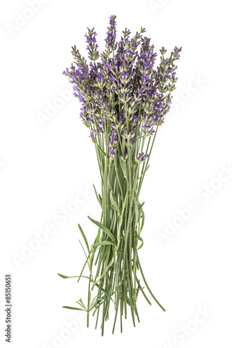 Lavender isolated on white background. Fresh provencal flowers