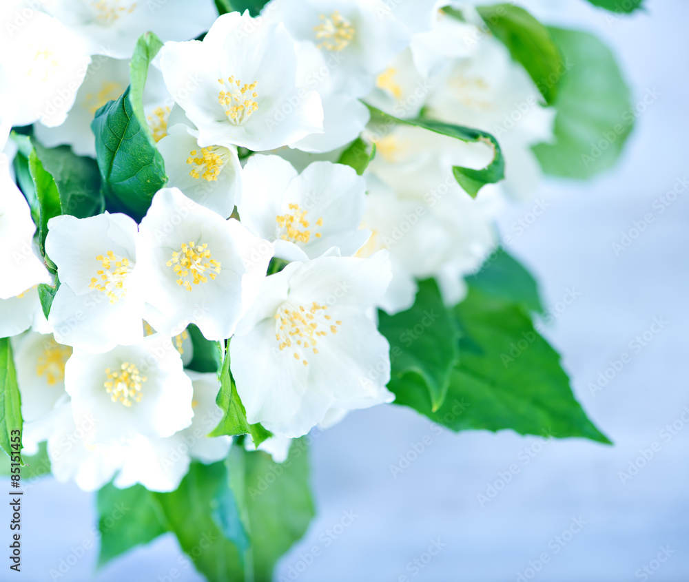 Obraz premium jasmine