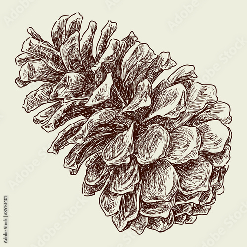 fir cone