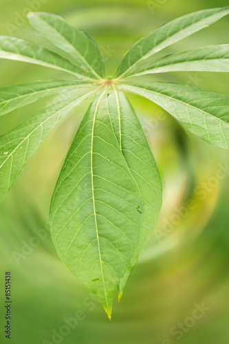 Green leaves on a blurred scene