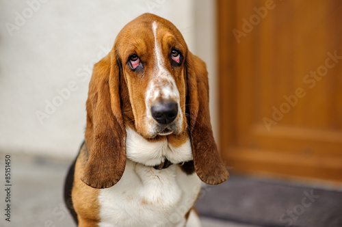 Portrait of a basset hound dog
