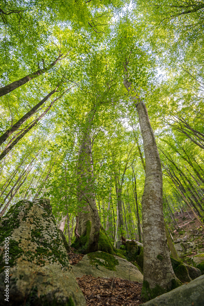 Obraz premium Blätterdach