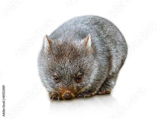 Australian Wombat photo