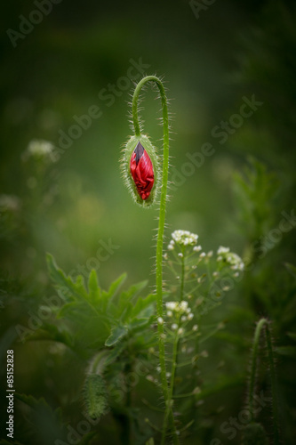 Blossom of the red poppy