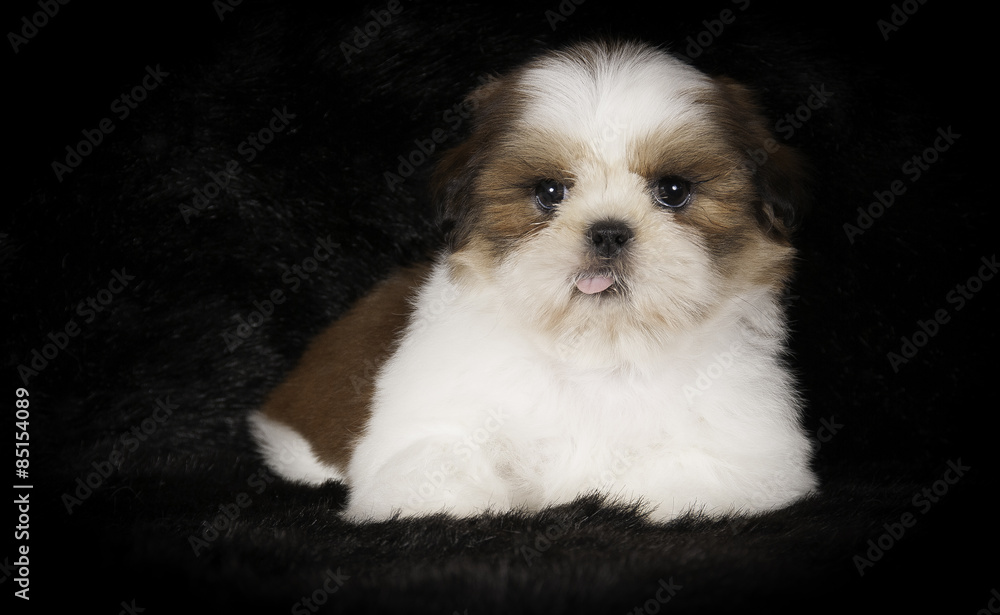 Chiot shih-Tzu en studio sur fond noir Chiot shih-Tzu en studio sur fond noir