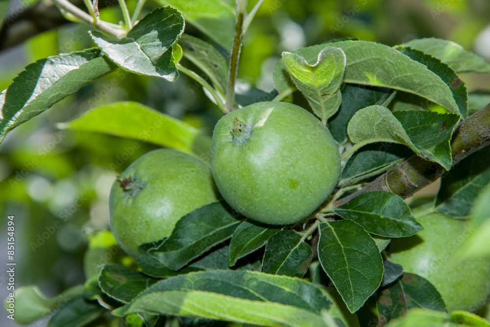 two green apples growing on the tree two green apples growing on the tree