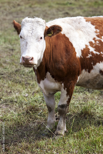 Cows on pasture © Edler von Rabenstein