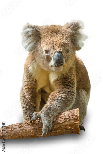 Canvas Print Koala on branch