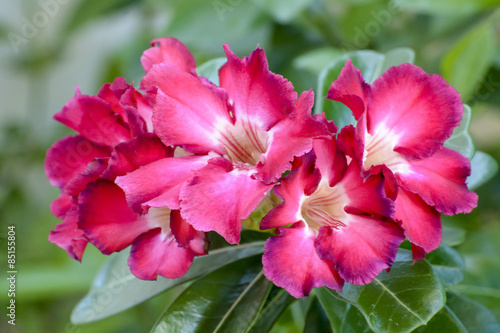 Desert Rose is a bright-colored flowers
