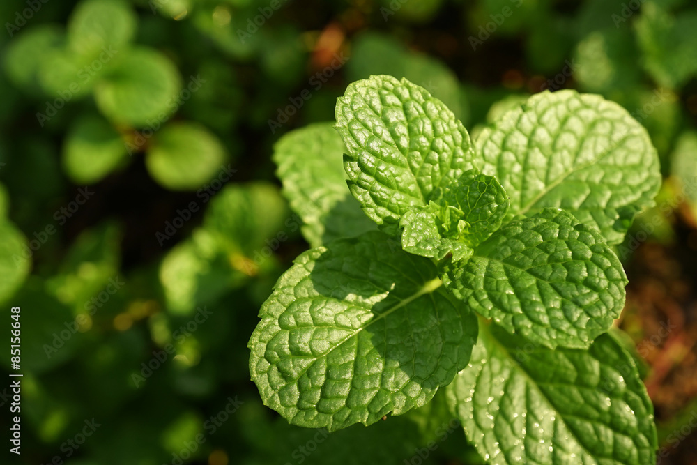 Kitchen Mint, Marsh Mint in vegetable garden
