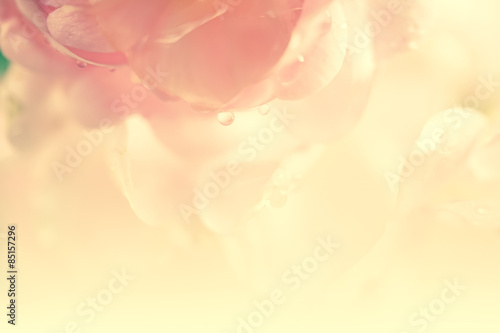sweet color roses in soft color and blur style
