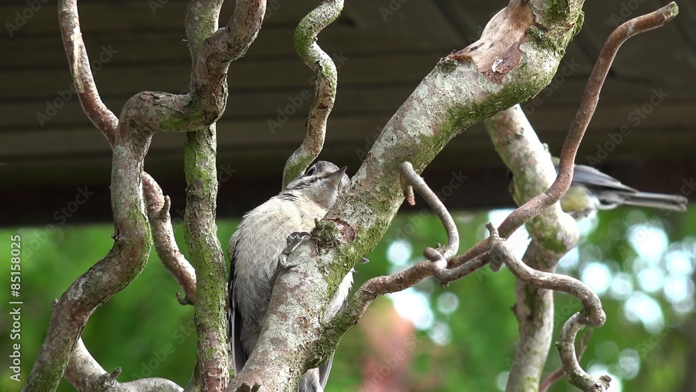 Great Spotted Woodpecker fledgling sitting on branch Great Spotted Woodpecker fledgling sitting on branch