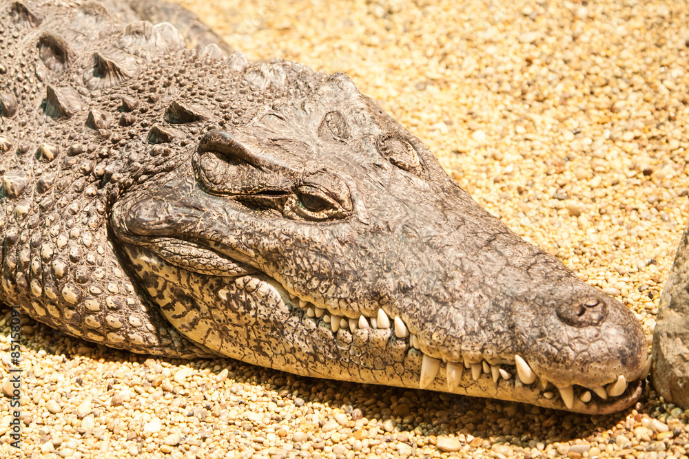 Fototapeta premium head big brown crockodile on yellow sand