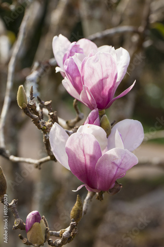 Sweet Magnolia The pink sweet Magnolia under sunlight shade blossom in Thailand
